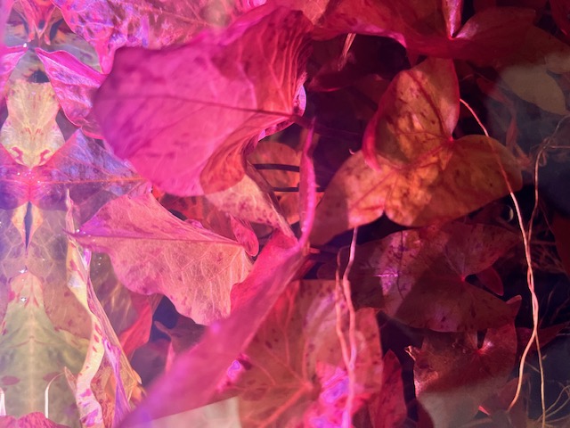 Mature Red Tiger Lotus Plants that are vibrant red